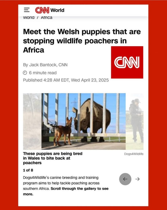 Dogs4Wildlife featured on the frontpage of CNN! Why these Welsh puppies are striking fear into the hearts of Africa’s poachers